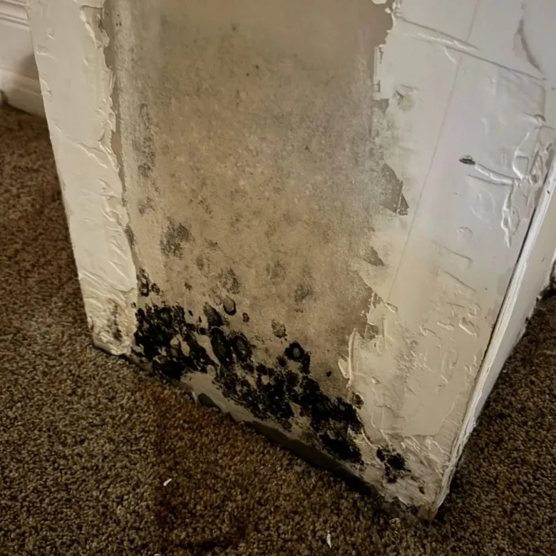 Professional Mold Removal in Bellmawr, NJ